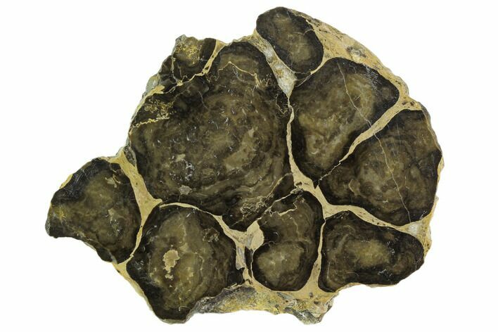 Polished Stromatolite (Boxonia) From Australia - Million Years #129142